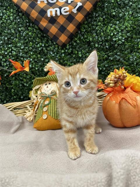 BITTIE - Domestic Shorthair cat available for adoption at Saskatoon Animal Control Agency in Saskatoon
