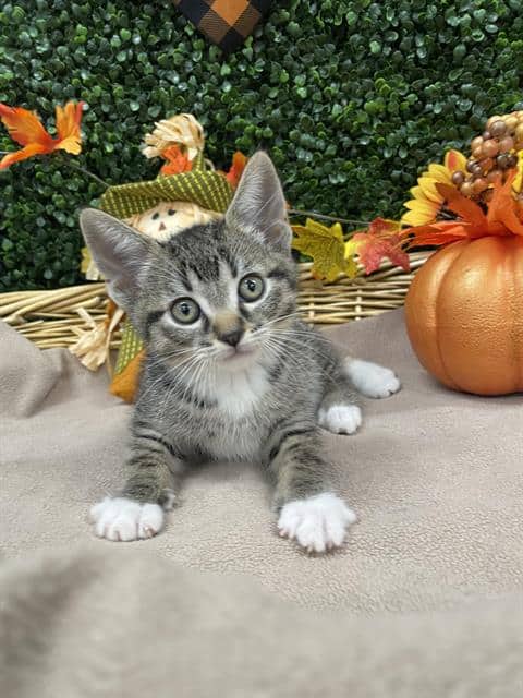 WASHINGTON - Domestic Shorthair available for adoption