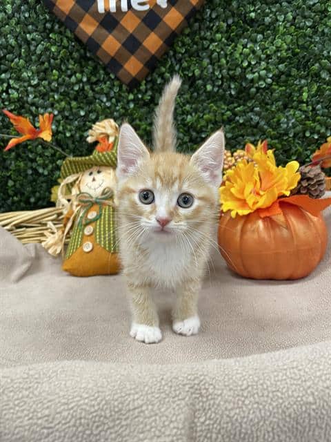YORK - Domestic Shorthair available for adoption