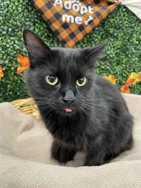 PEPPER - Domestic Mediumhair cat available for adoption at Saskatoon Animal Control Agency in Saskatoon