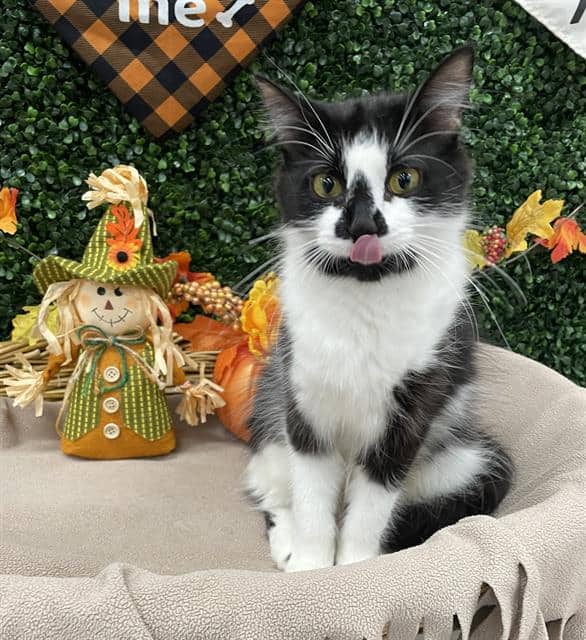 CHLOE - Domestic Shorthair cat available for adoption at Saskatoon Animal Control Agency in Saskatoon