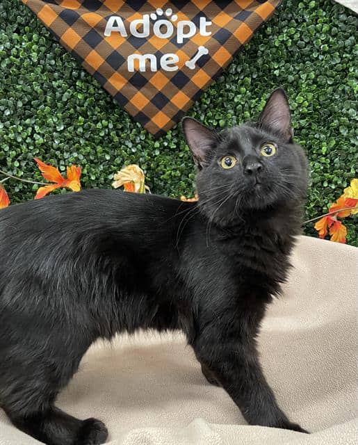 MONICA - Domestic Shorthair cat available for adoption at Saskatoon Animal Control Agency in Saskatoon