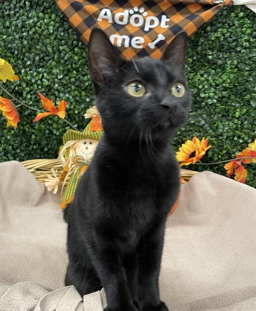 ENZO - Domestic Shorthair available for adoption