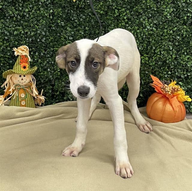 PUMPKIN - German Shepherd Dog available for adoption at Saskatoon Animal Control Agency in Saskatoon
