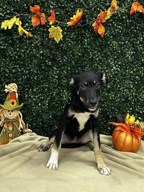 AUTUMN - German Shepherd Dog available for adoption at Saskatoon Animal Control Agency in Saskatoon