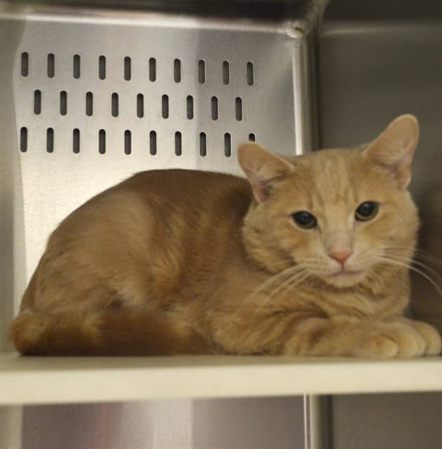 TAHINI - Domestic Shorthair cat available for adoption at Ottawa Humane Society in Ottawa