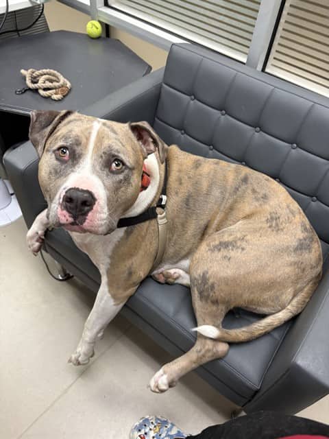 FRANKIE - American Bulldog available for adoption