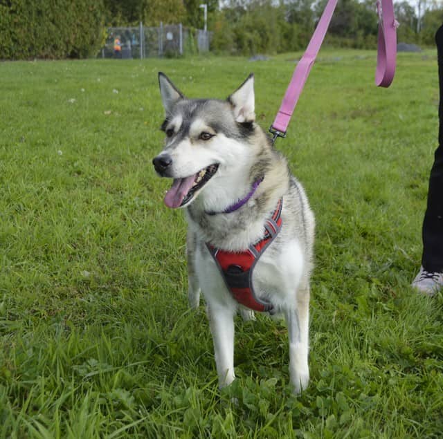 MAYA - Siberian Husky available for adoption at Ottawa Humane Society in Ottawa