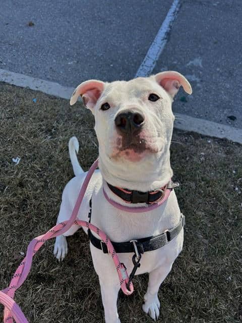 Barney - American Bulldog available for adoption