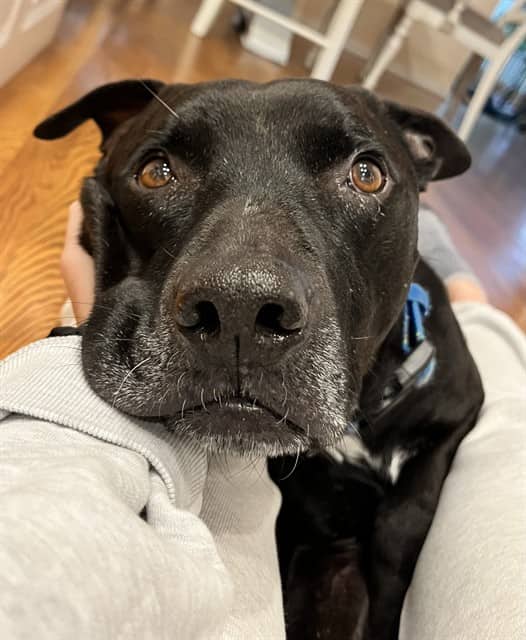 LOKI - Retrver Labradr mix available for adoption