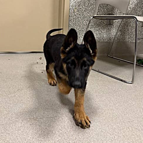 CREPE - German Shepherd Dog available for adoption