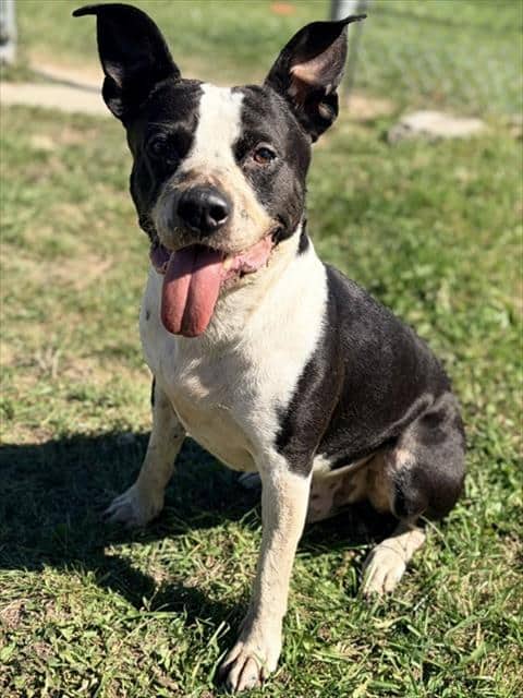 BLANCO - American Bulldog mix available for adoption