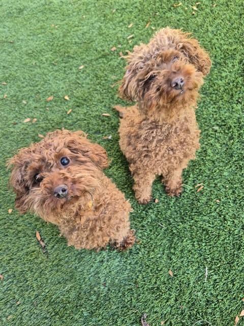 SUNSHINE - Poodle - Miniature available for adoption at City of Toronto Animal Services in Toronto