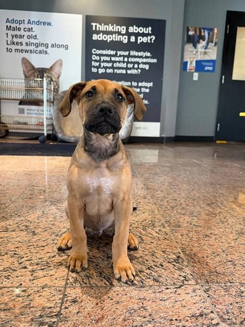 ODIN - American Bulldog and German Shepherd Dog available for adoption at City of Toronto Animal Services in Toronto
