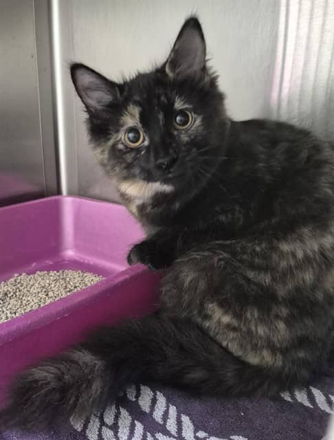 Sasha - Domestic Longhair cat available for adoption in Calgary