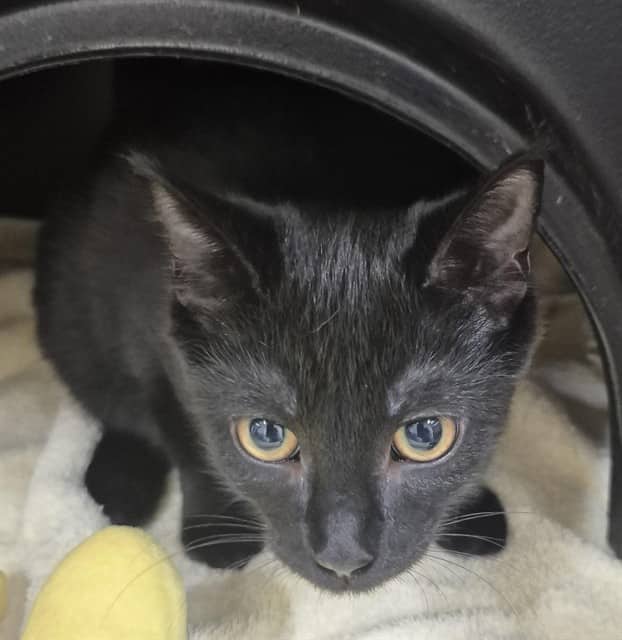 Alex - Domestic Shorthair cat available for adoption in Calgary