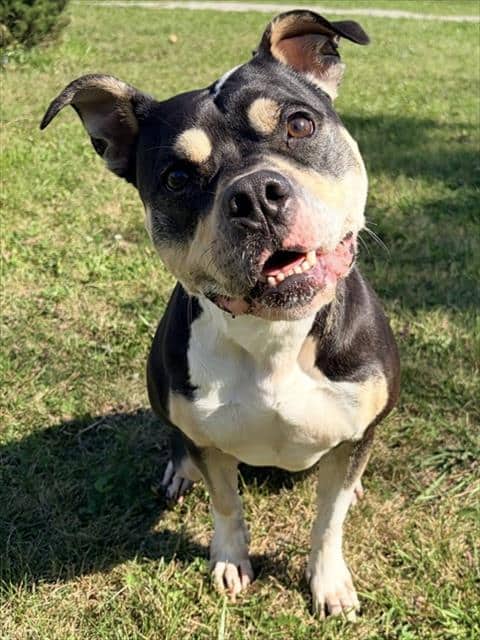 DEJA - American Bulldog available for adoption