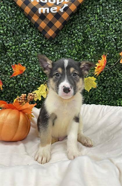 NEPTUNE - Collie - Smooth mix available for adoption at Saskatoon Animal Control Agency in Saskatoon