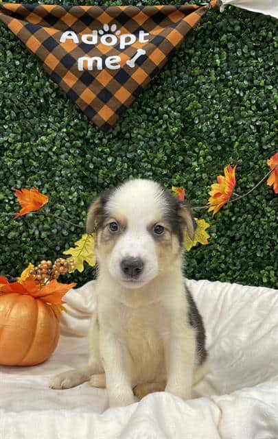 SATURN - Collie - Smooth mix available for adoption