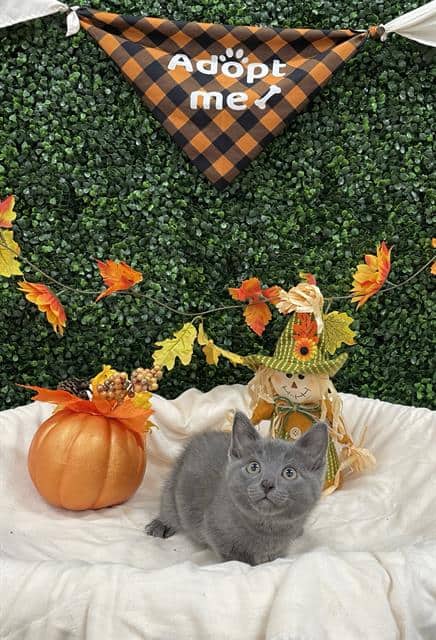 TALIA - Domestic Shorthair available for adoption