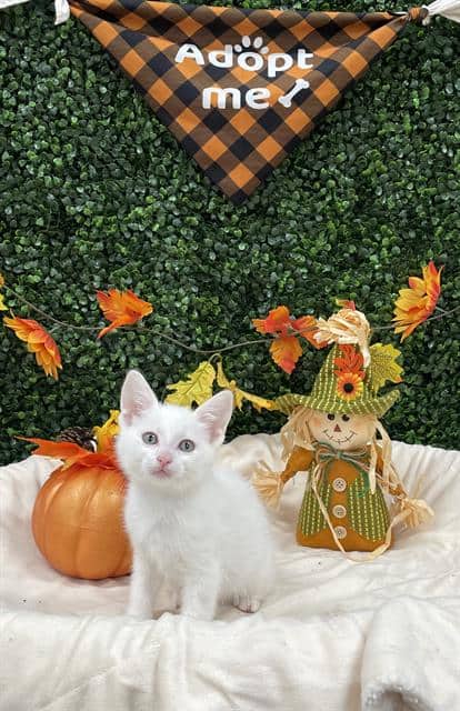 FRED - Domestic Shorthair available for adoption