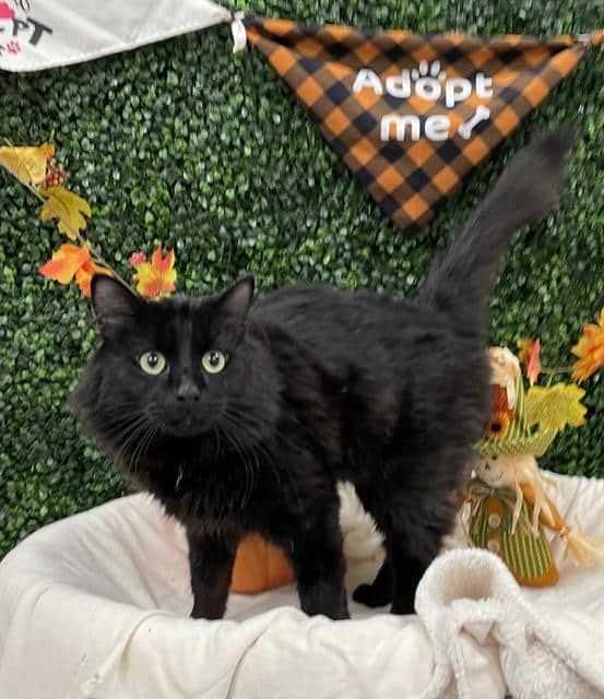 COBRA - Domestic Mediumhair cat available for adoption at Saskatoon Animal Control Agency in Saskatoon