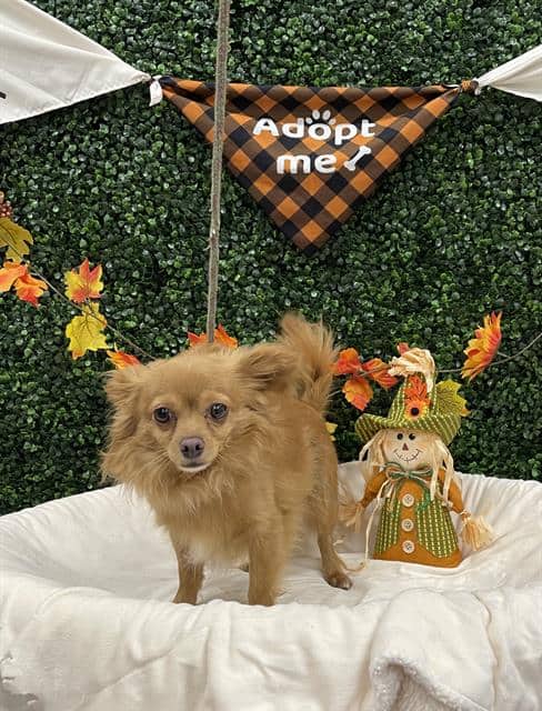 JUNIOR CHICKEN - Chihuahua - Long Haired available for adoption at Saskatoon Animal Control Agency in Saskatoon