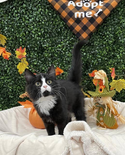 SLOAN - Domestic Mediumhair available for adoption