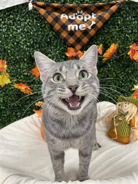 FIRETRUCK - Domestic Shorthair cat available for adoption at Saskatoon Animal Control Agency in Saskatoon