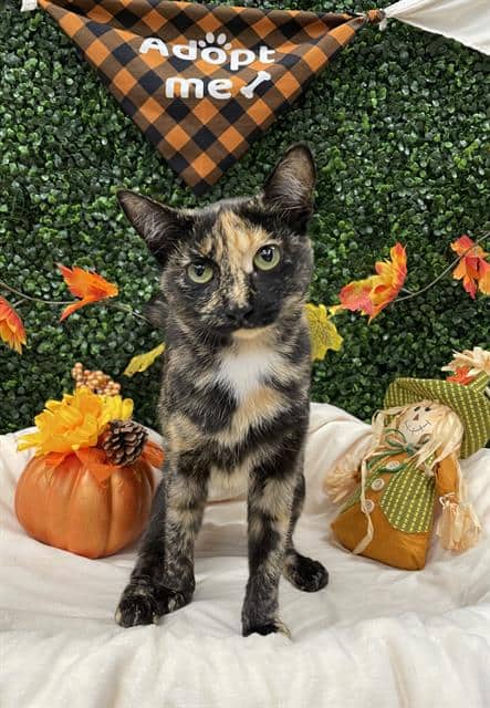 BISCOFF - Domestic Shorthair cat available for adoption at Saskatoon Animal Control Agency in Saskatoon