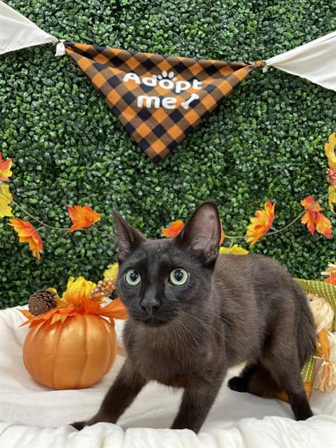 ESPRESSO - Domestic Shorthair available for adoption
