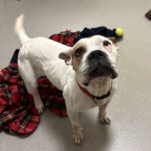 MIFFY - American Bulldog mix available for adoption in Ontario