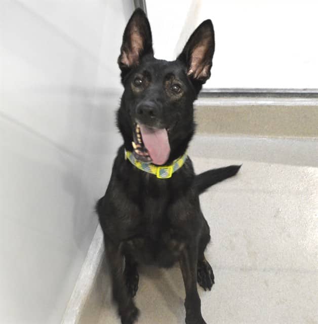 SAHARA - German Shepherd Dog mix available for adoption