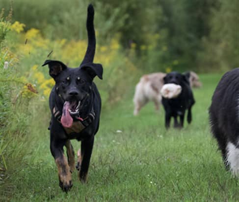 PABLO - Retriever mix available for adoption at Ottawa Humane Society in Ottawa