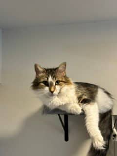CRUMPET - Domestic Longhair cat available for adoption at Ottawa Humane Society in Ottawa