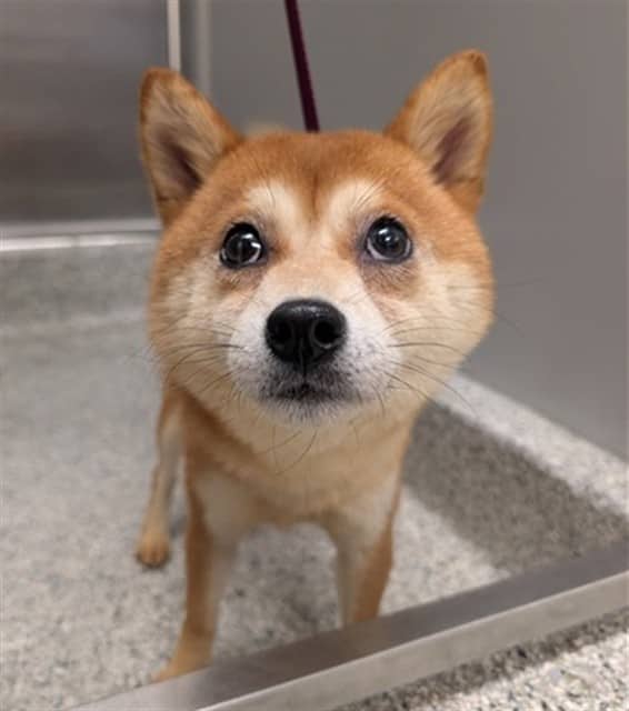 CLARA - Shiba Inu available for adoption at Ottawa Humane Society in Ottawa