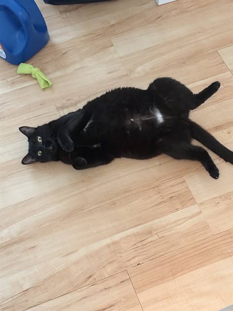 SABRINA - Domestic Shorthair cat available for adoption at Ottawa Humane Society in Ottawa