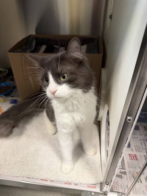 MINOU - Domestic Mediumhair cat available for adoption at Ottawa Humane Society in Ottawa
