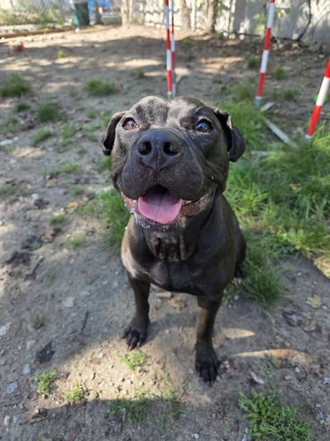 TINA - American Bulldog mix available for adoption at City of Toronto Animal Services in Toronto