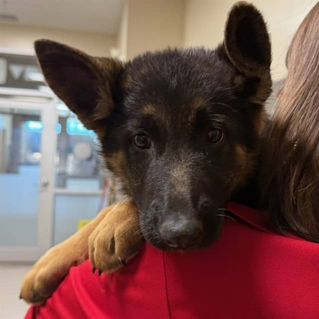 WAFFLES - German Shepherd Dog available for adoption at Ottawa Humane Society in Ottawa