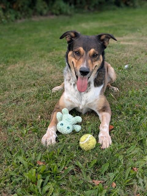 BANDIT - Collie - Smooth mix available for adoption in Ontario