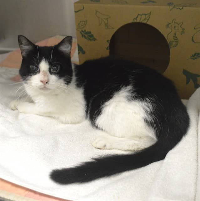 LYRA - Domestic Shorthair cat available for adoption at Ottawa Humane Society in Ottawa