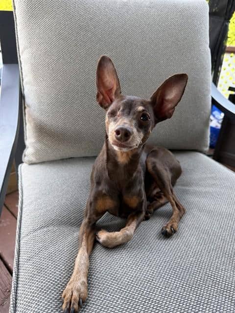 MILTON - Miniature Pinscher available for adoption in Ontario