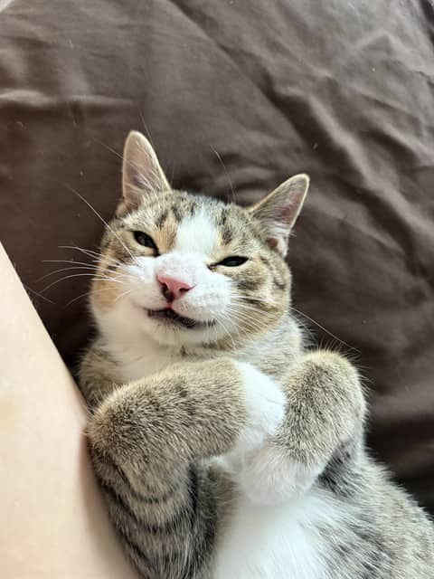 NORBERT - Domestic Shorthair cat available for adoption at Ottawa Humane Society in Ottawa