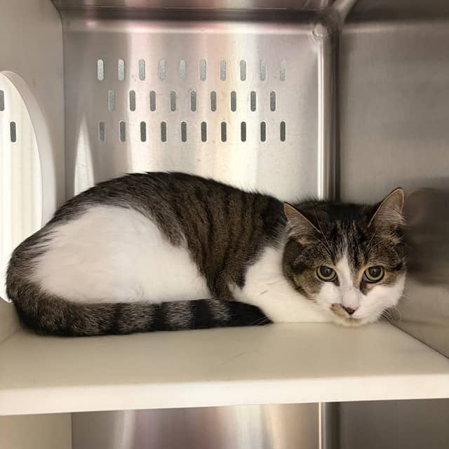 OAK - Domestic Shorthair cat available for adoption at Ottawa Humane Society in Ottawa