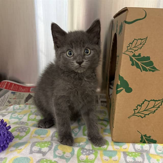 BUSTER - Domestic Mediumhair cat available for adoption at Ottawa Humane Society in Ottawa