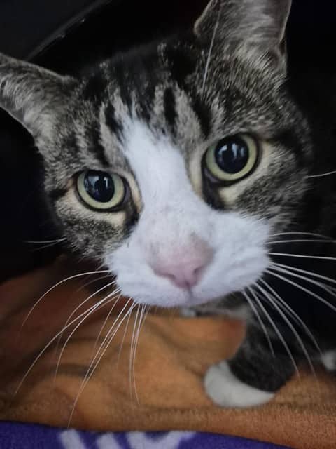 Buddy - Domestic Shorthair available for adoption