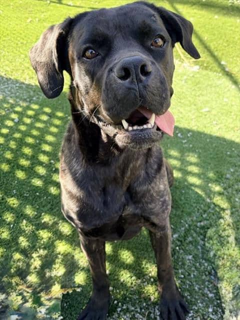 TORI - Cane Corso available for adoption in Ontario