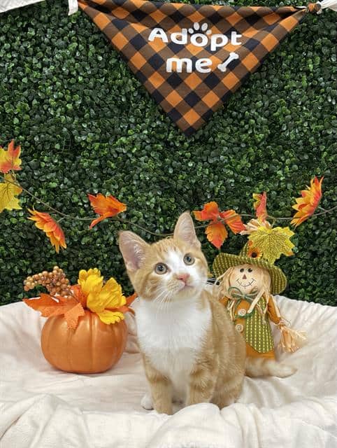 JACK-O-LANTERN - Domestic Shorthair available for adoption