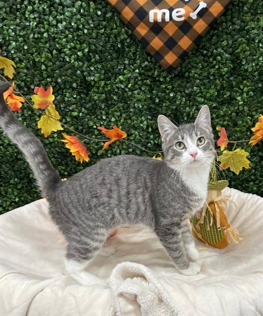 STRAWBERRY - Domestic Shorthair available for adoption